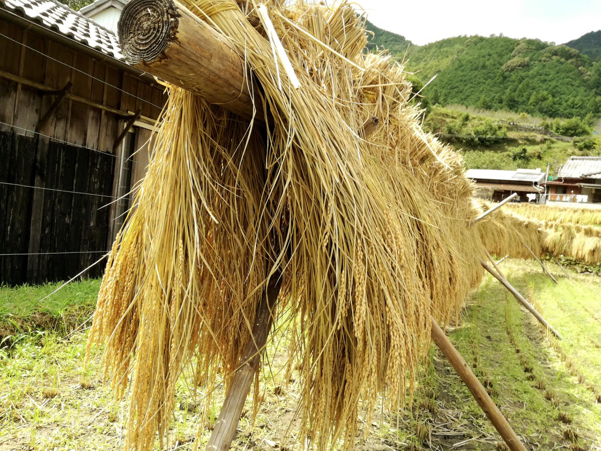 天日干しのお米は美味い！ | たなごこち