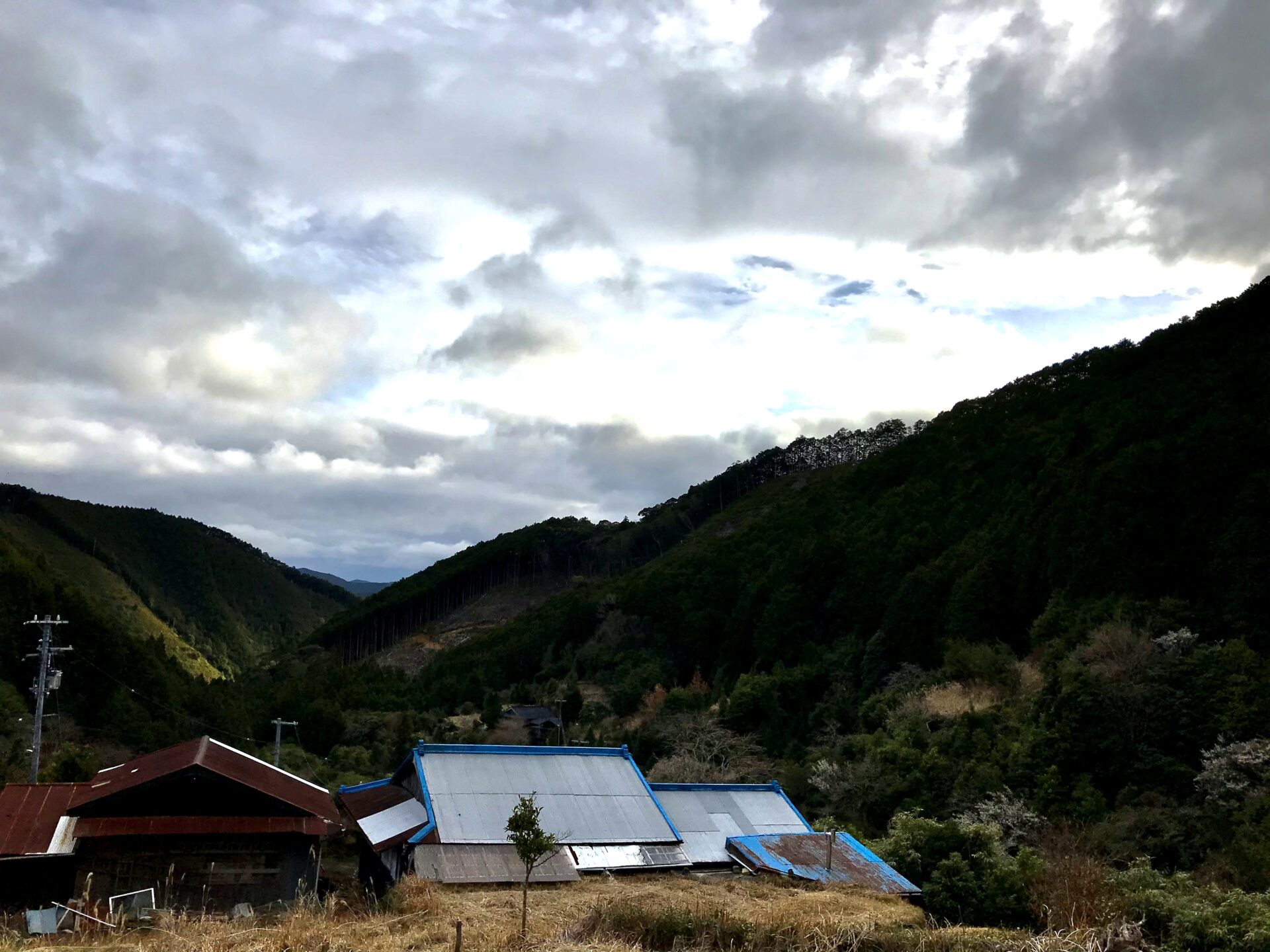 山奥の花粉症事情 たなごこち