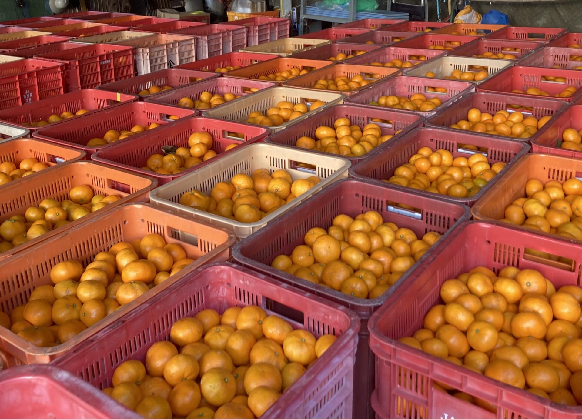 早生みかん、始まりました | たなごこち